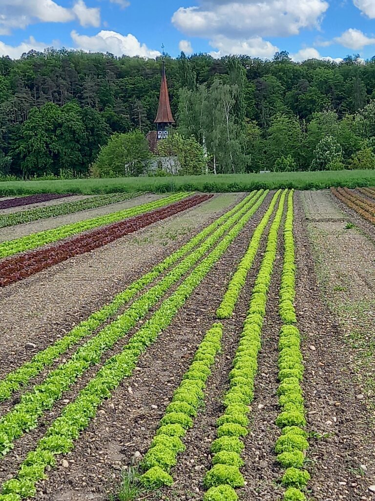 Rheinau 2021